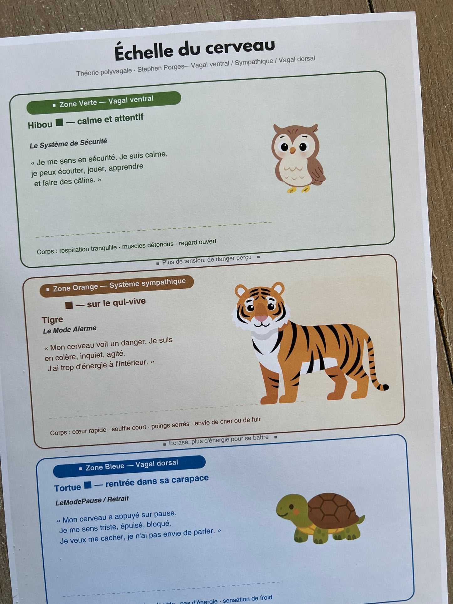 L'échelle du cerveau